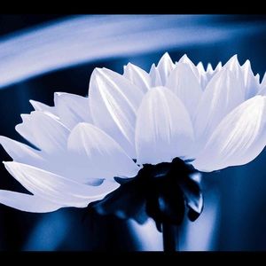 Meet your Posher, Bridgette